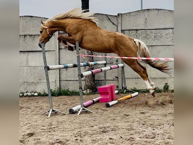 Media sangre polaco Semental 3 años 161 cm Palomino in Dobrosz&#xF3;w Ole&#x15B;nicki