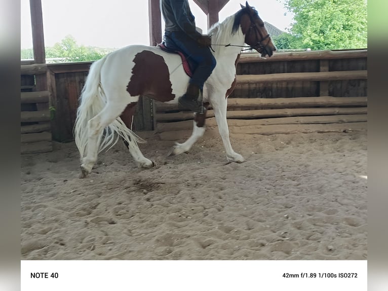 Media sangre polaco Semental 3 años 168 cm Pío in Pęczniew