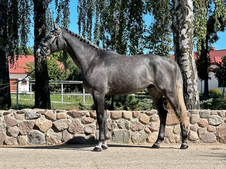 Media sangre polaco Semental 3 años 170 cm Tordo in Rempin