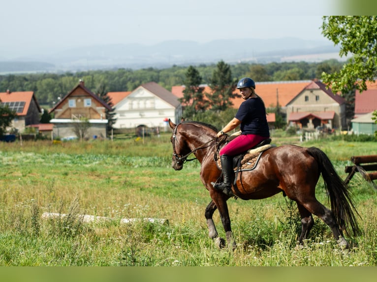 Media sangre polaco Semental 4 años 165 cm Castaño in Stoszowice