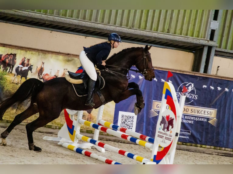 Media sangre polaco Semental 4 años 165 cm Castaño in Stoszowice