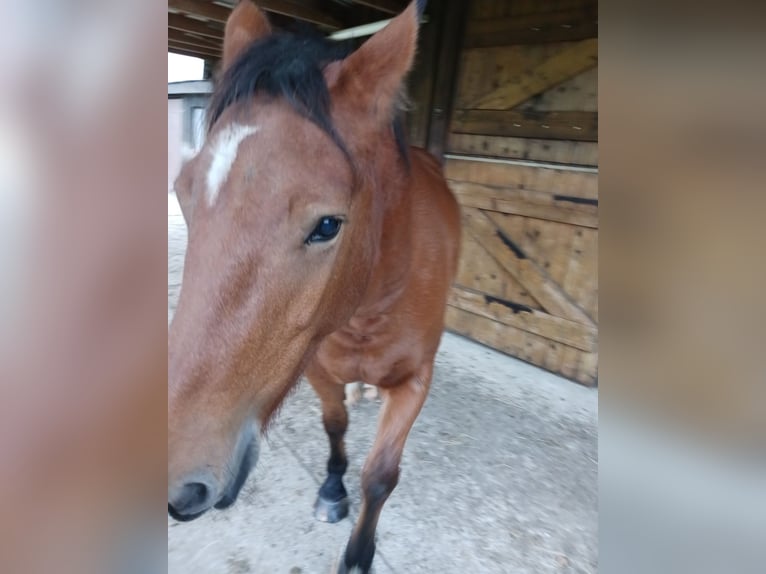 Media sangre polaco Semental 5 años 154 cm Castaño in Holstenniendorf