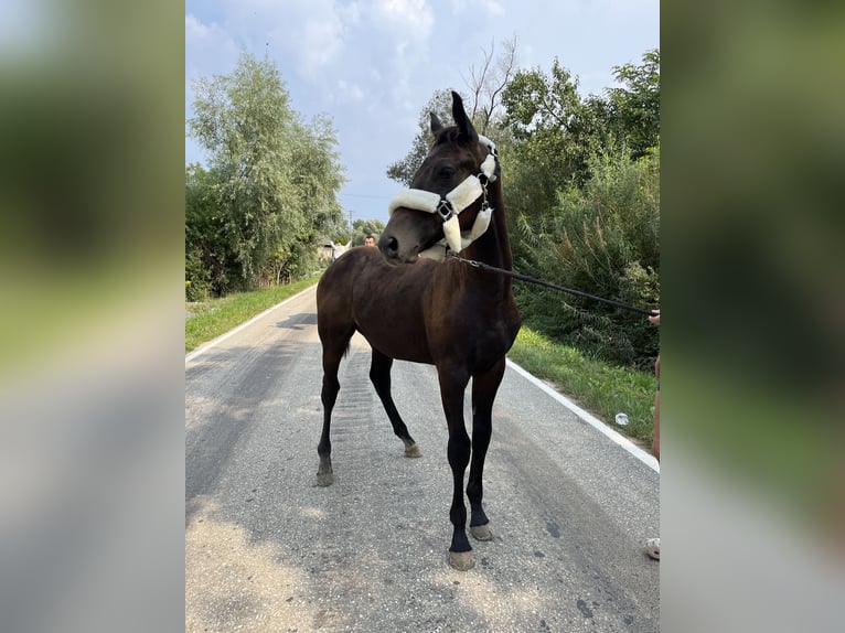 Media sangre polaco Semental Potro (03/2024) 165 cm Tordo in Wawrzeńczyce