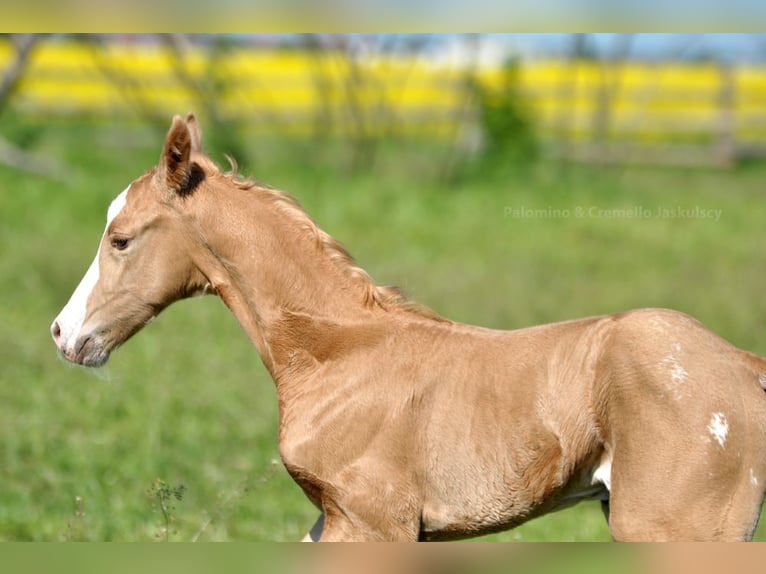 Media sangre polaco Semental  167 cm Palomino in Piecowice