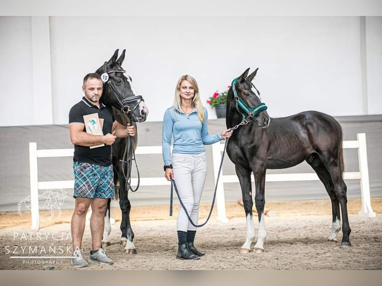 Media sangre polaco Semental Potro (03/2024) 168 cm Negro in Barwałd średni