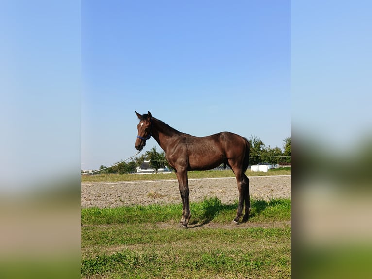 Media sangre polaco Semental Potro (04/2024) 170 cm Castaño in Wolsztyn