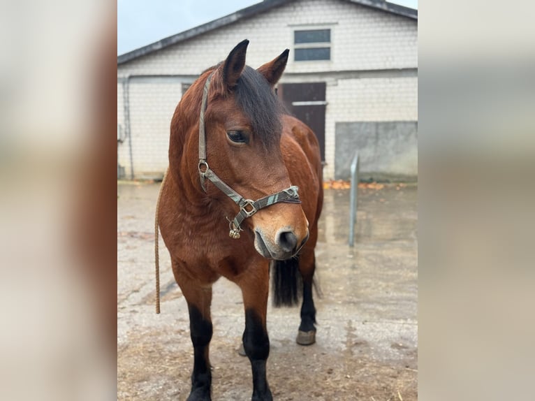 Media sangre polaco Mestizo Yegua 12 años 161 cm Castaño in G&#xFC;tersloh