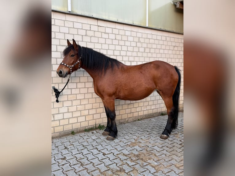 Media sangre polaco Mestizo Yegua 12 años 161 cm Castaño in G&#xFC;tersloh