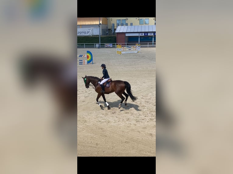 Media sangre polaco Yegua 13 años 172 cm Castaño in Zielona Góra