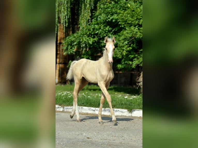 Media sangre polaco Yegua 1 año 165 cm Palomino in Kamieniec Wrocławski