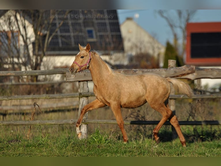 Media sangre polaco Yegua 1 año 165 cm Palomino in Dobrosz&#xF3;w Ole&#x15B;nicki