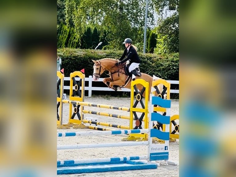 Media sangre polaco Yegua 1 año 165 cm Palomino in Dobrosz&#xF3;w Ole&#x15B;nicki