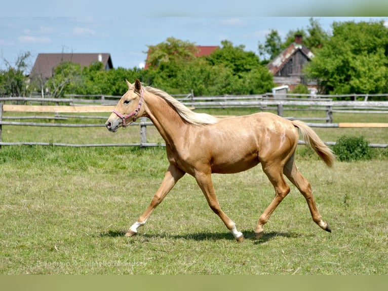 Media sangre polaco Yegua 1 año 165 cm Palomino in Dobrosz&#xF3;w Ole&#x15B;nicki