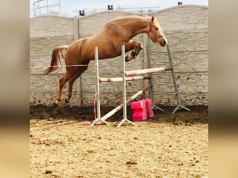 Media sangre polaco Yegua 1 año 165 cm Palomino in Piecowice