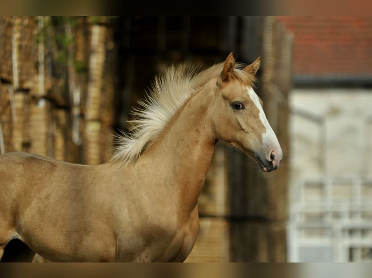 Media sangre polaco Yegua 1 año 168 cm Palomino in Kamieniec Wrocławski