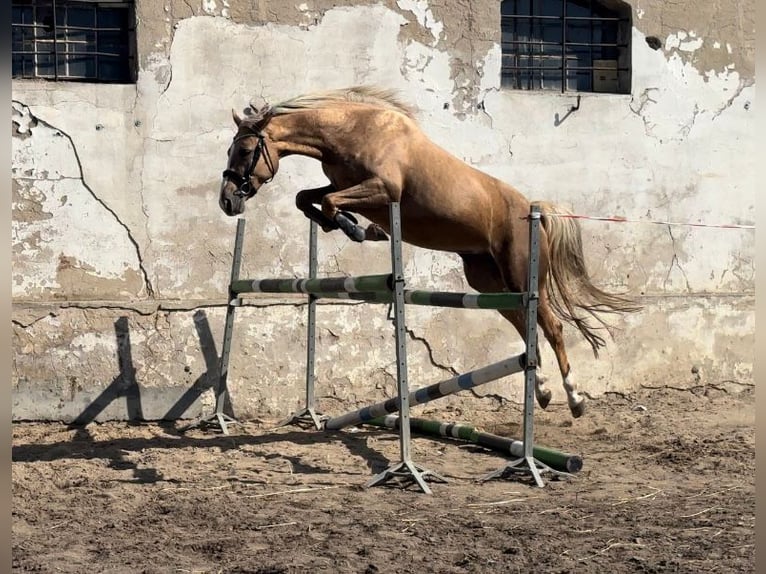 Media sangre polaco Yegua 1 año 168 cm Palomino in Kamieniec Wrocławski