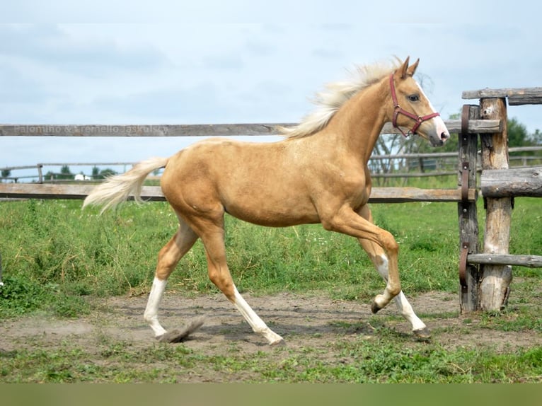 Media sangre polaco Yegua 1 año 168 cm Palomino in Kamieniec Wrocławski