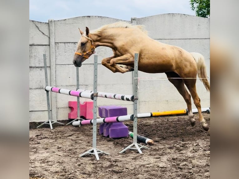 Media sangre polaco Yegua 2 años 160 cm Palomino in Borowa