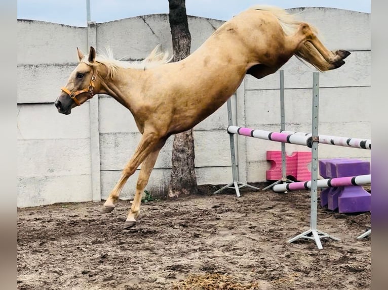 Media sangre polaco Yegua 2 años 160 cm Palomino in Borowa