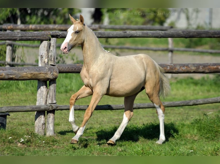 Media sangre polaco Yegua 2 años 168 cm Palomino in Kamieniec Wroc