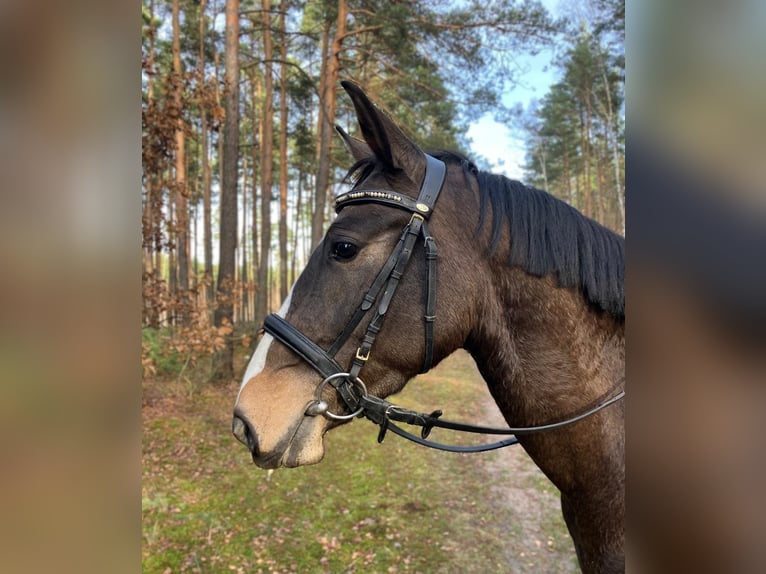 Media sangre polaco Yegua 3 años 152 cm Morcillo in G&#xF6;rlitz