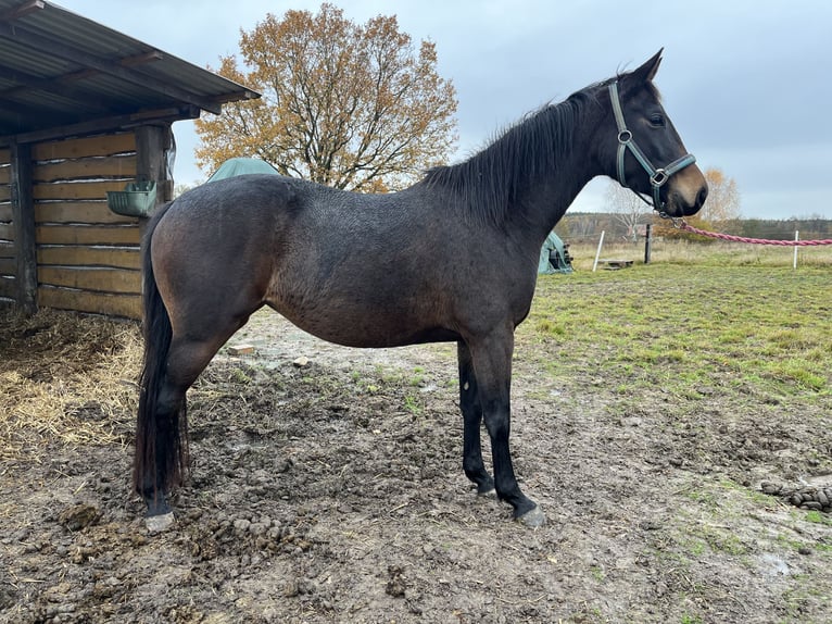 Media sangre polaco Yegua 3 años 153 cm Castaño oscuro in Legnica