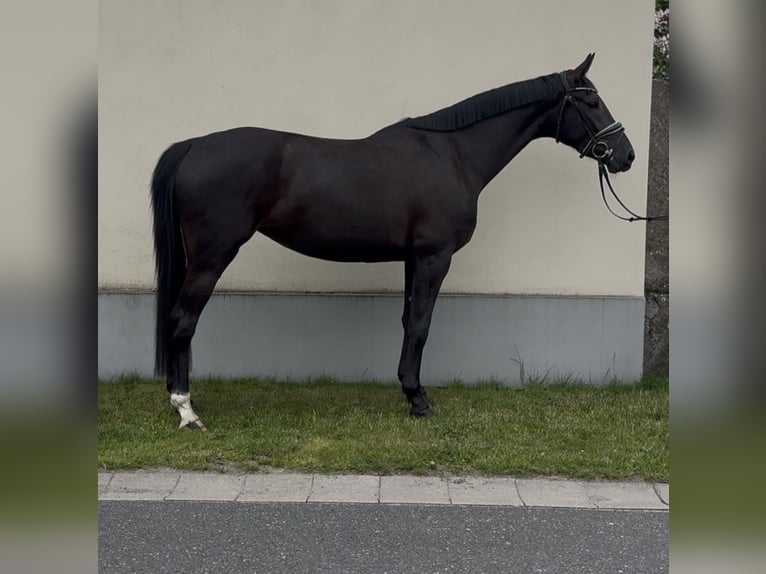 Media sangre polaco Yegua 3 años 160 cm Negro in Strzałkowo