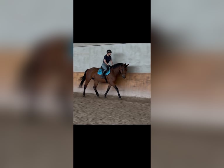 Media sangre polaco Yegua 4 años 167 cm Castaño in zabierzów