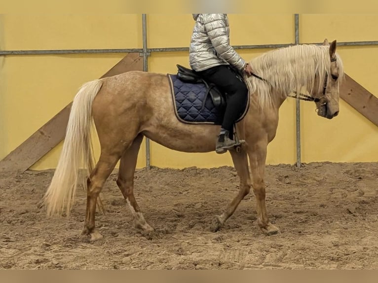 Media sangre polaco Yegua 5 años 152 cm  in Brackel