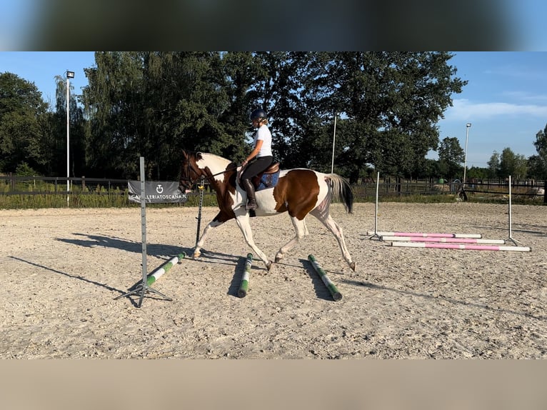 Media sangre polaco Yegua 5 años 172 cm Pío in Zwierzyniec