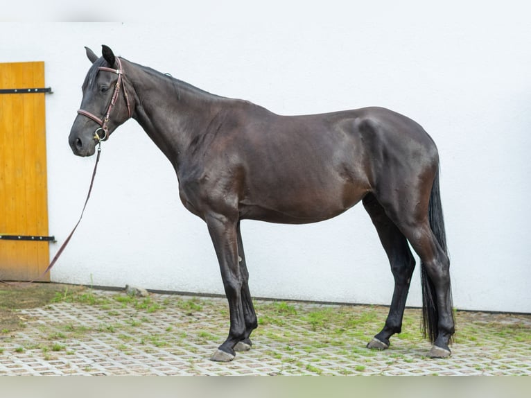 Media sangre polaco Yegua 5 años 175 cm Negro in Kościerzyna