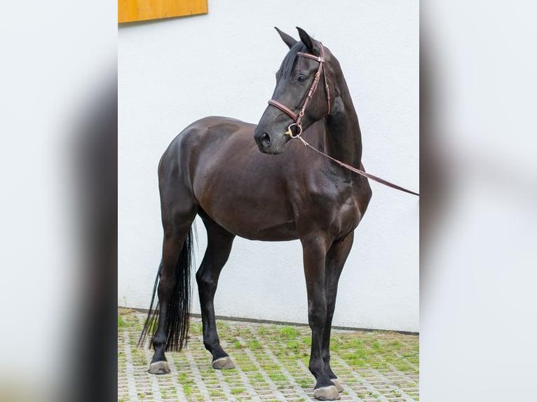 Media sangre polaco Yegua 5 años 175 cm Negro in Kościerzyna