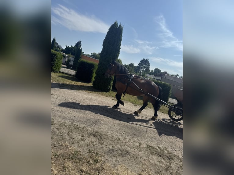 Media sangre polaco Mestizo Yegua 6 años 155 cm Castaño in Jarmen