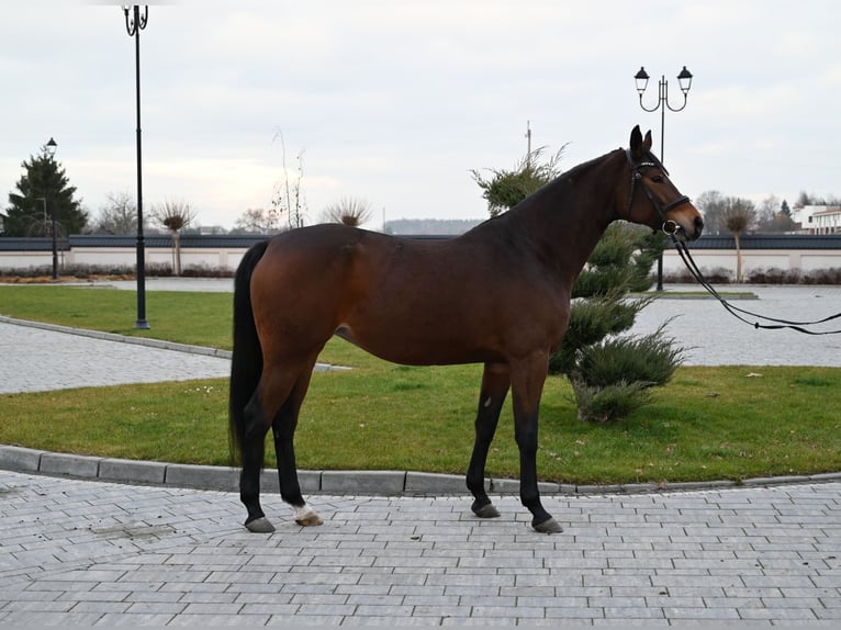 Media sangre polaco Yegua 6 años 162 cm Castaño in Jeżów