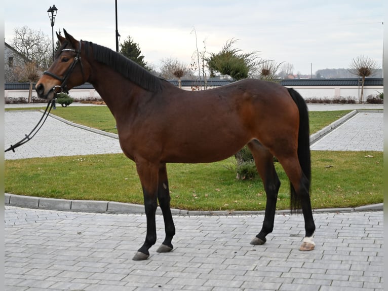 Media sangre polaco Yegua 6 años 162 cm Castaño in Jeżów