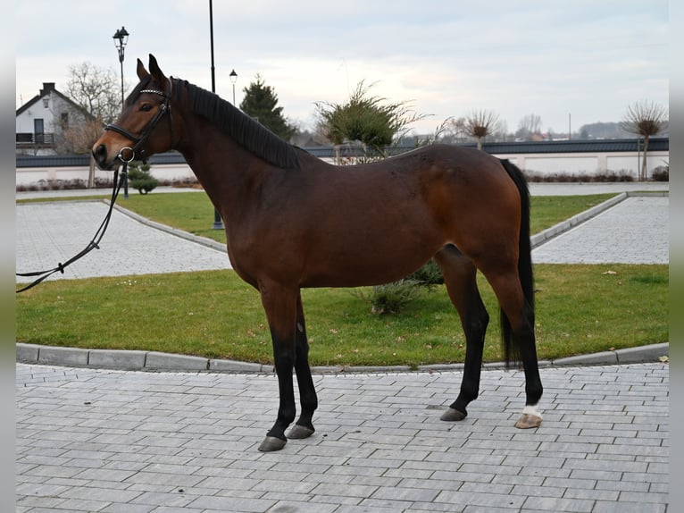 Media sangre polaco Yegua 6 años 162 cm Castaño in Jeżów