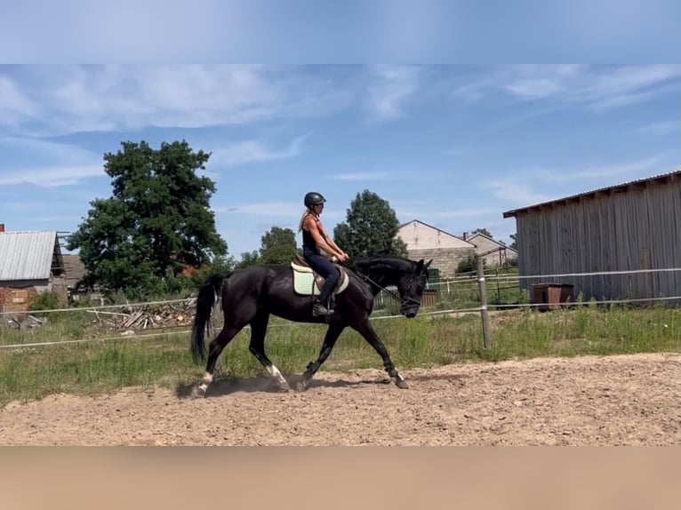 Media sangre polaco Yegua 6 años 164 cm Negro in Władysławów