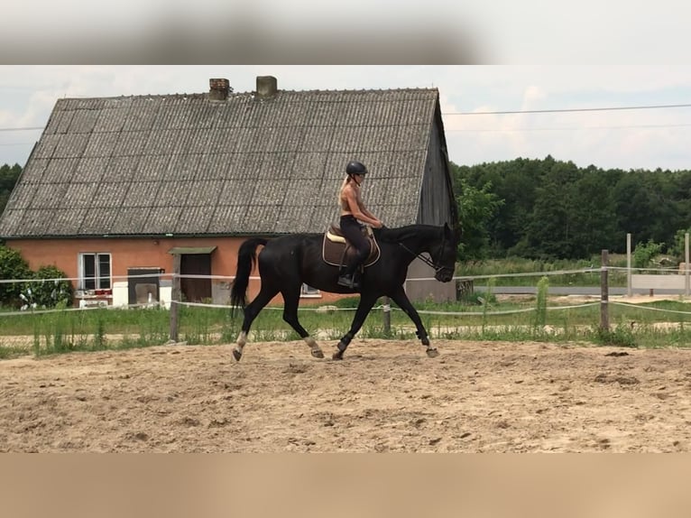 Media sangre polaco Yegua 6 años 164 cm Negro in Władysławów