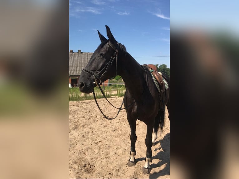 Media sangre polaco Yegua 6 años 164 cm Negro in Władysławów