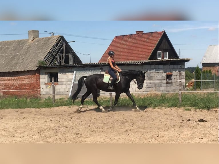 Media sangre polaco Yegua 6 años 164 cm Negro in Władysławów