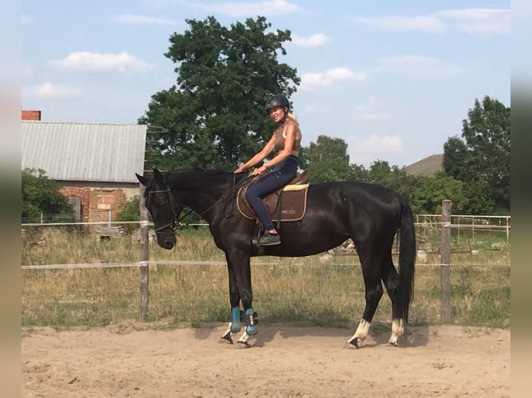 Media sangre polaco Yegua 6 años 164 cm Negro in Władysławów