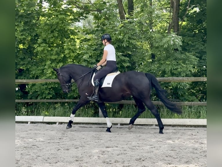 Media sangre polaco Yegua 6 años 168 cm Negro in Wałbrzych