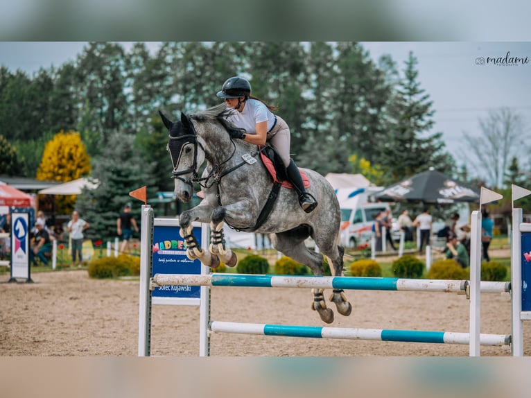 Media sangre polaco Yegua 6 años 175 cm Tordo rodado in Che&#x142;m&#x17C;a