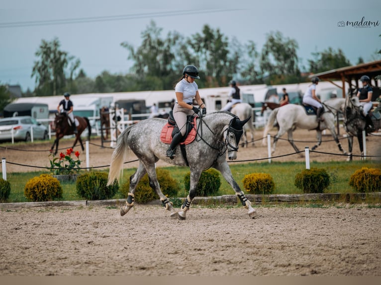 Media sangre polaco Yegua 6 años 175 cm Tordo rodado in Che&#x142;m&#x17C;a
