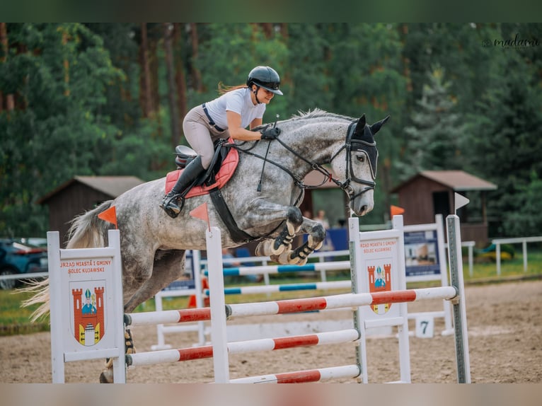 Media sangre polaco Yegua 6 años 175 cm Tordo rodado in Che&#x142;m&#x17C;a