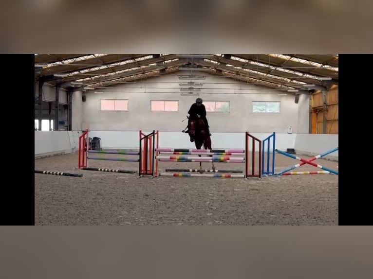 Media sangre polaco Yegua 6 años Castaño rojizo in Deszczno