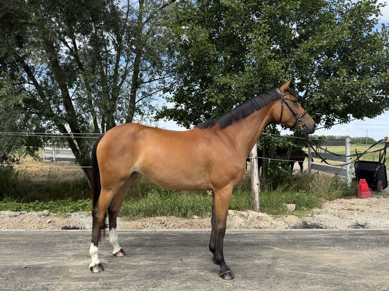 Media sangre polaco Yegua 6 años Castaño rojizo in Deszczno