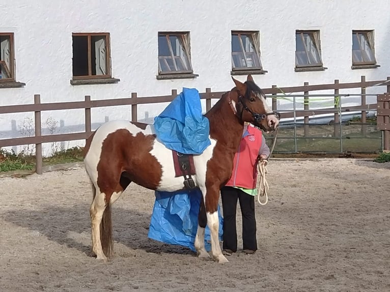 Media sangre polaco Mestizo Yegua 7 años 149 cm Tobiano-todas las-capas in Nittenau