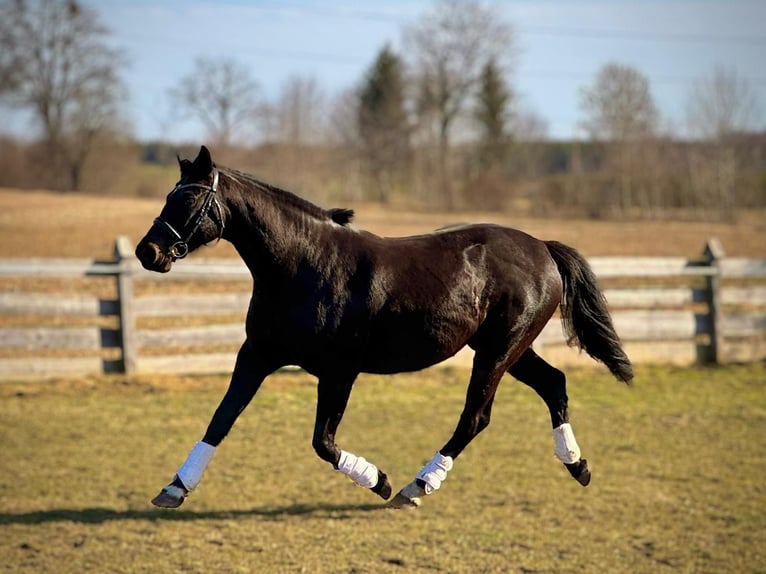 Media sangre polaco Yegua 7 años 164 cm Negro in Miłakowo