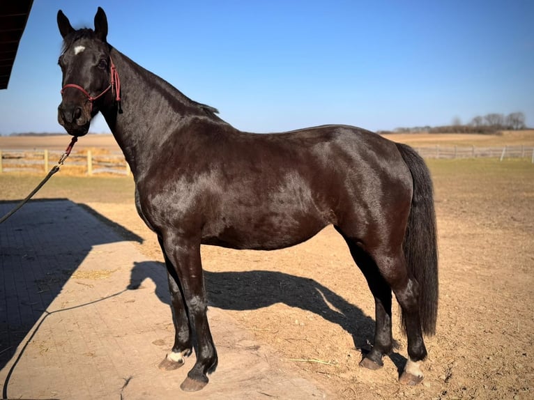 Media sangre polaco Yegua 7 años 164 cm Negro in Miłakowo